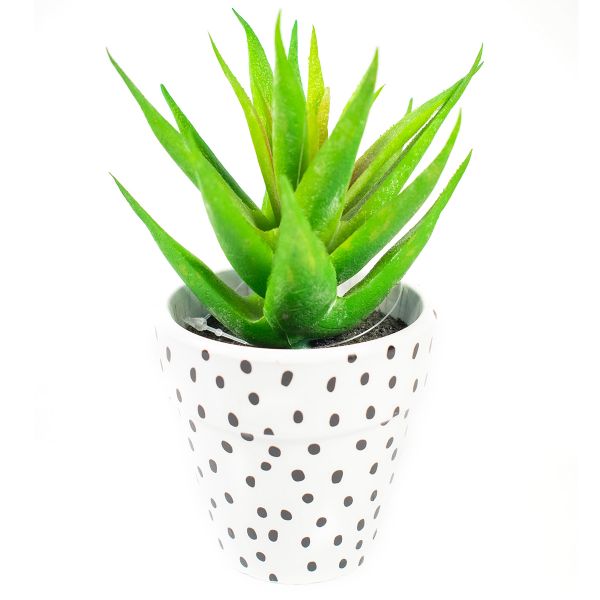 Aloe en maceta con puntos