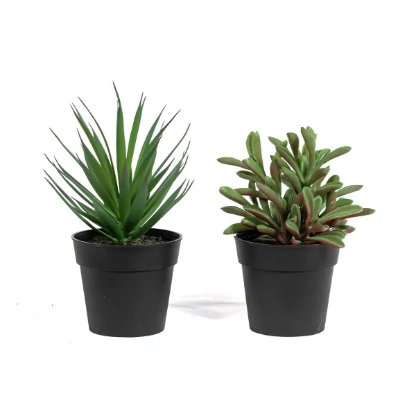 Crassula en maceta negra