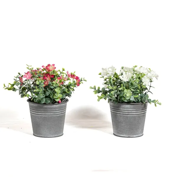 Wild blanca en mac. lata