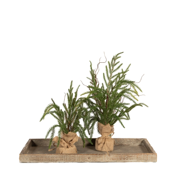 Pino Araucaria Con Bolsa