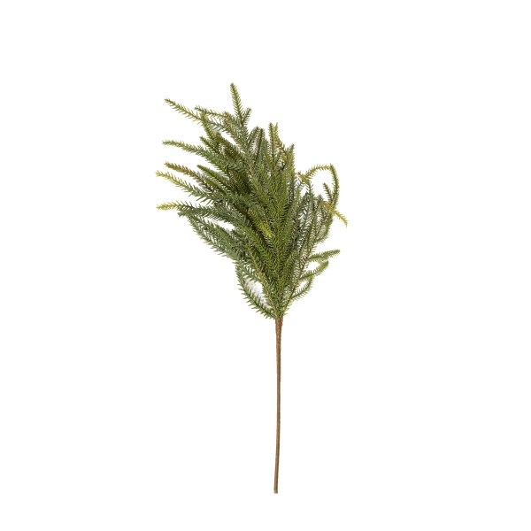 Vara Araucaria 55cm