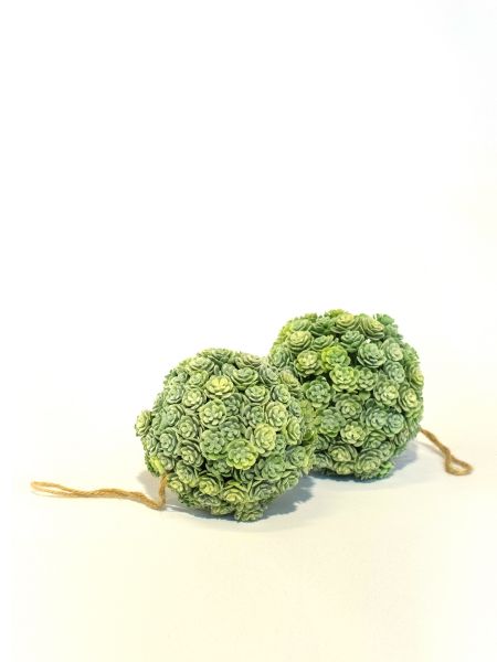 Esfera de suculenta